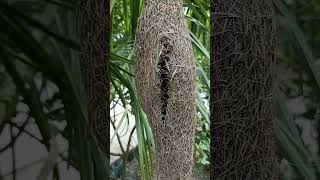 Weaver bird nest birds youtubeshorts nature viralvideo weaverbirds bird [upl. by Komsa]