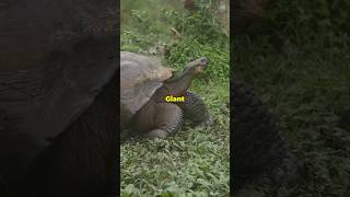 Giant Tortoise Natures Oldest Resident GiantTortoiseGiantTortoises shorts [upl. by Jase956]