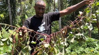 OrangeFleshed Sweetpotatoes How To Propagate Using Tubers [upl. by Easter]