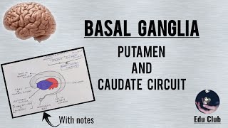 BASAL GANGLIA  Caudate And Putamen Circuit  Clinical Dysfunction  QNAPG [upl. by Delanty]