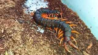 Как охотится и ест кольчатая сколопендра Scolopendra cingulata [upl. by Ulu169]