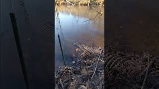 Catching pickerel in small swamp pickerel [upl. by Blumenthal]