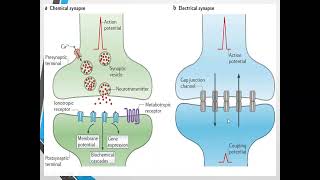 Neurons  Types Of Neurons  Study Lovers [upl. by Engenia]