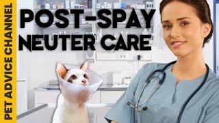 Postneuter care for your cat  5 things to do [upl. by Assisi]