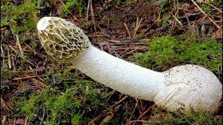 phallus impudicus  Stinkhorn egg Crazy mushroom [upl. by Mercier]