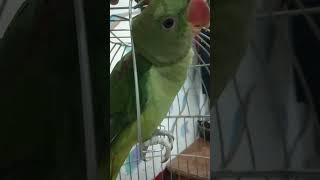 parrot is saying mithu in shrill sound viraltrending amazingshorts parrot petbird [upl. by Aelaza]