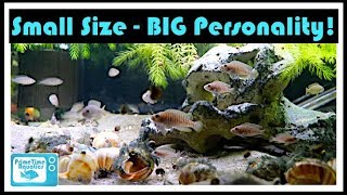 Great Cichlids for Small Aquariums [upl. by Jermaine]