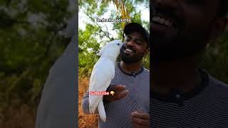 Talking Cockatoo  Umbrella Cockatoo  White Cockatoo  Shaikh Tanveer [upl. by Trilbie]