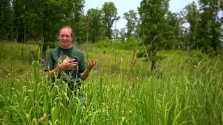 Free Fertilizer Using Native Grasses [upl. by Pearson]