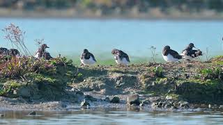 Ruddy Turnstones Arenaria interpres preening  Voorland Nummer Een Netherlands 26102024 [upl. by Yelraf222]