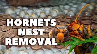 Removing Hornets Nest Asian Giant Hornets Nest [upl. by Aihsoem]