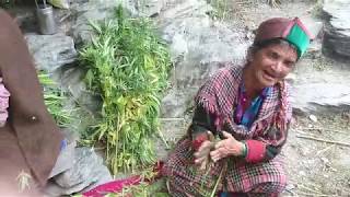 PART 2 Kasol Malana song while making Malana cream Magical Parvati Valley [upl. by Kerat]