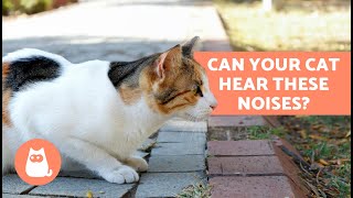 6 SOUNDS That ONLY CATS CAN HEAR but HUMANS CANT 🐱💥 [upl. by Lagas215]