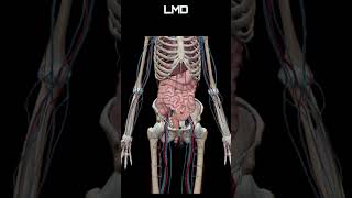 Aparelho digestório 1  Movimento  Programa Anatomia 3D Software shorts anatomy biology [upl. by Glad784]