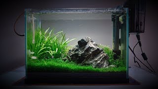 My 20 Litre 5 gallon Planted Tank  Over the last 4 months [upl. by Romano272]