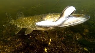 Pike fishing wt lures Savage Gear Eel Underwater camera Рыбалка щука силикон Подводная съёмка [upl. by Aikahs471]