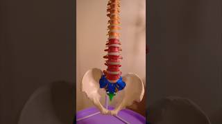 Realistic View of the Human Spine— Science amp Nursing Just Got Easier [upl. by Odnala]