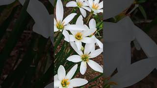 lillywhites lilly minigardenhomegardeningbeautifulflowersbeautyofnatureytshortsvideoytshort [upl. by Pinchas]