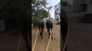 Hallikar pair bulls walking [upl. by Yht]