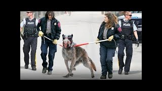 Dieser Hund ist 100 Mal gefährlicher als ein Wolf – und zwar darum [upl. by Eirotal]