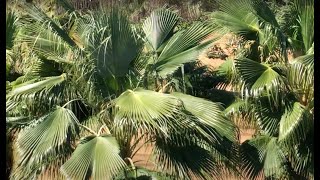 Hybridization of Guadalupe Palms Brahea edulis [upl. by Noel]