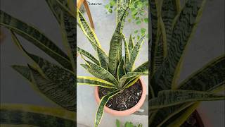 Snake Plant Secrets Care amp Propagation Made Simple 🪴 shorts snakeplant care [upl. by Fae19]