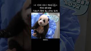 푸바오 생후 80일 Fubaos 80th day after birth 푸바오 판다 힐링 동물 cute panda 귀여운 fubao [upl. by Pasia]