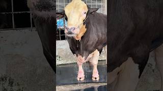 Gigantic Fleckvieh bull Cleaning Moment 2024  Fleckvieh Bull New Video 2024 [upl. by Sholom]