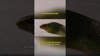 The Boomslang snake a species of snake that possesses extremely dangerous venom snake boomslang [upl. by Ab]