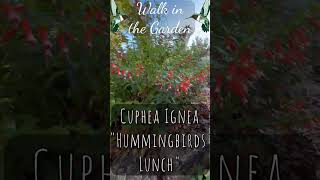 🌞💐Walk in the Garden and Plant Pick of the Day Cuphea Ignea quotHummingbirds Lunchquot garden flowers [upl. by Euqenimod]