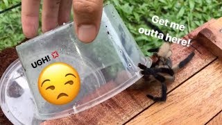 STUBBORN tarantula REFUSES to stay in her new CAGE [upl. by Dredi]