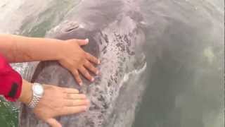 Whale watching Guerrero Negro BCS Mexico GoPro edit 2013 [upl. by Nylrebma]