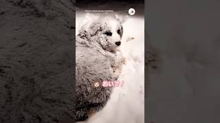 雪でもお外がいいの！｜PECO ミニチュアオーストラリアンシェパード 犬 犬のいる暮らし australianshepherd dog doglife [upl. by Leuqram272]