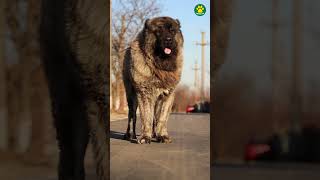 Caucasian Shepherd  The Wolf Killer Dog Breed 31100 Pawsomedogs [upl. by Annavoj476]