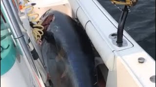 Bluefin Tuna Fishing Gloucester MA [upl. by Ecilef]