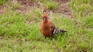 hoopoe  Ruf des Wiedehopf [upl. by Leivad]