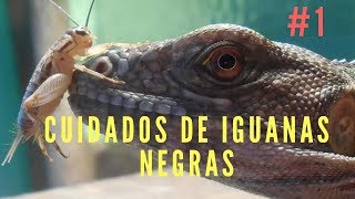 CUIDADOS DE IGUANA NEGRA Ctenosaura Pectinata [upl. by Htnnek]