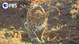 Leopard Hunts Baboon in Broad Daylight [upl. by Modie]