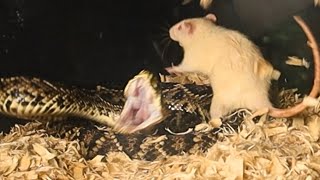 Big Eastern Diamondback Rattlesnake Makes Precise Decisions [upl. by Niriam]