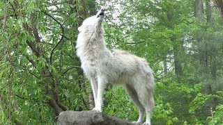 Awesome Wolf Howling Compilation 2021 [upl. by Asillam]