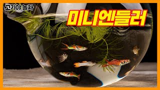 미니엔들러 구피를 소개합니다  Introducing the Endlers livebearer Guppy [upl. by Everara662]