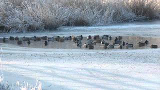 DrsP  Elfstedentocht [upl. by Aniratac]