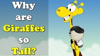 Why are Giraffes so Tall  more videos  aumsum kids science education children [upl. by Pantheas396]