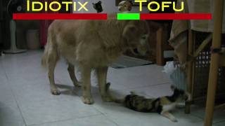 Cat vs Dog Epic Battle [upl. by Repsihw]