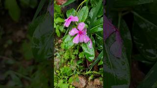 Monsoon  Flower  Rang Birenge Phool Khile [upl. by Warfeld]