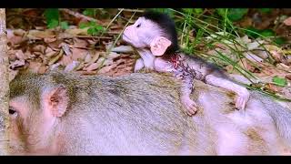 A newborn baby monkey tries to hug its mothers back looks too lovely [upl. by Rey]