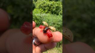 Dogwood Leaf Beetle Handling [upl. by Myriam925]