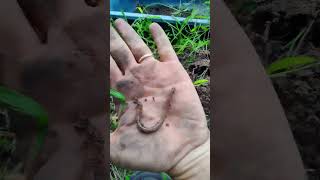 Digging earthworms to feed chickens you should try it earthworm gardendesign [upl. by Asselam980]