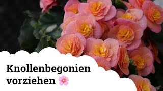 Knollenbegonien  Vortreiben im März  so gelingt es 🌸 [upl. by Remoh]