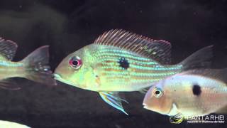 The real Geophagus surinamensis Redstriped Eartheater from Suriname and French Guiana [upl. by Purse161]